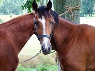 One-horse.jpg