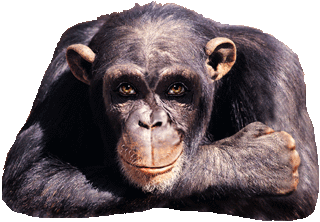 monkey67.gif